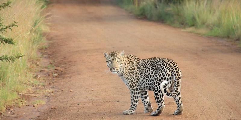 TRX与壶铃的终极融合：解锁功能性训练新维度，打造健康生活