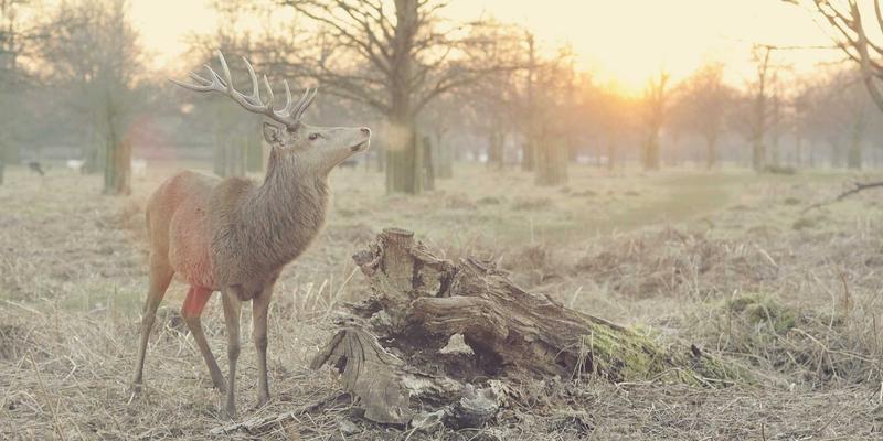 哑铃:小器材撬动大健康,打造居家健身核心力量
